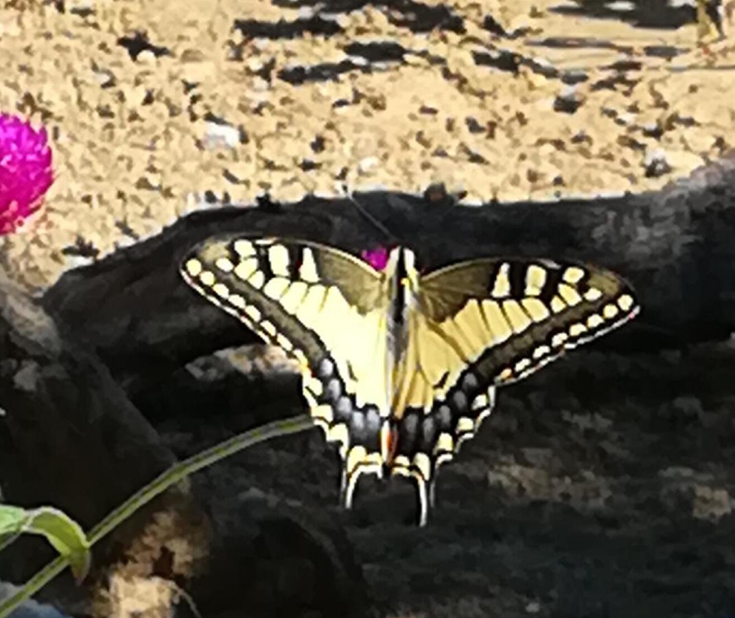 מת'וני Hakuna Matata Holidays Wooden Lodge With Airco & Pool In Greek Olive Grove מראה חיצוני תמונה