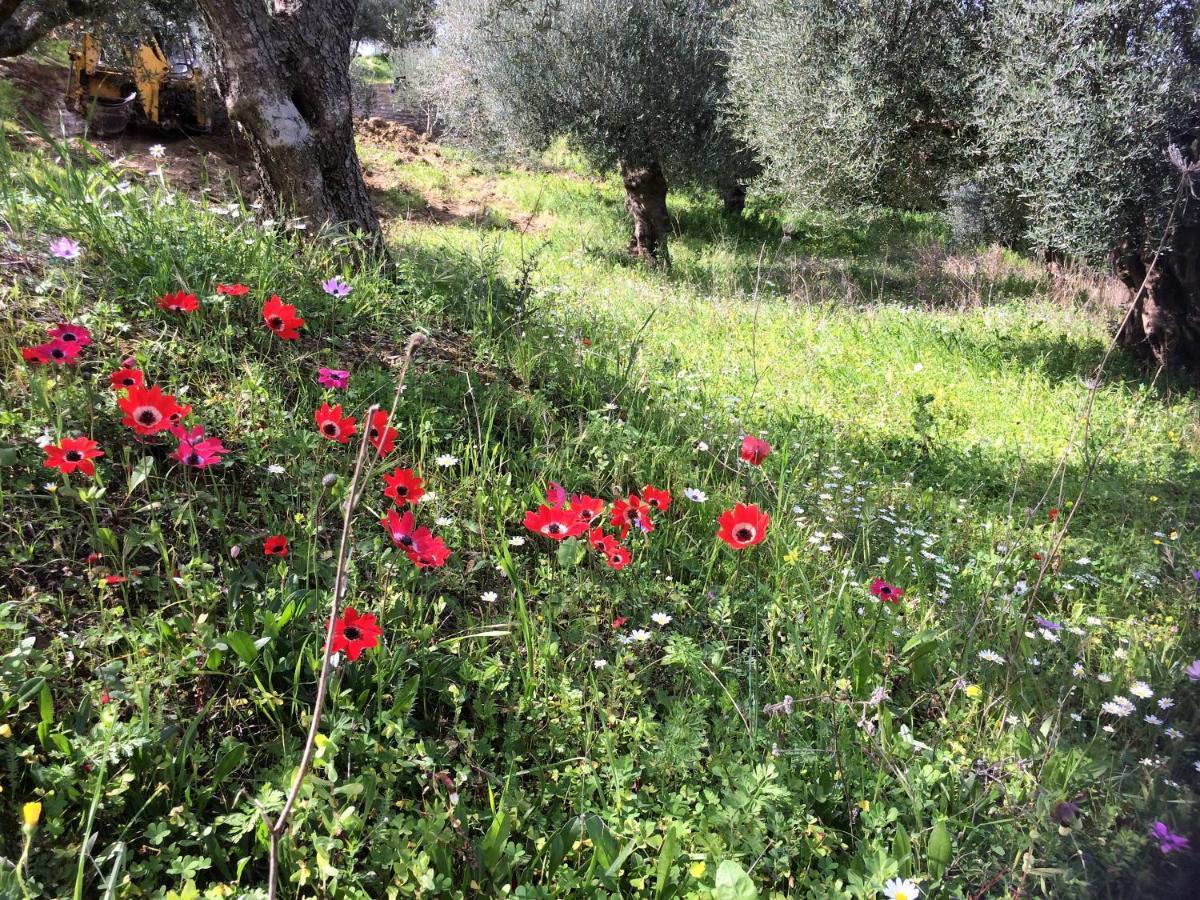 מת'וני Hakuna Matata Holidays Wooden Lodge With Airco & Pool In Greek Olive Grove מראה חיצוני תמונה